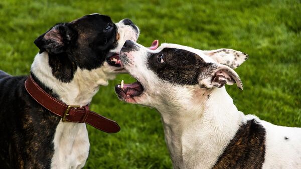 Порода собак стаффордширский терьер